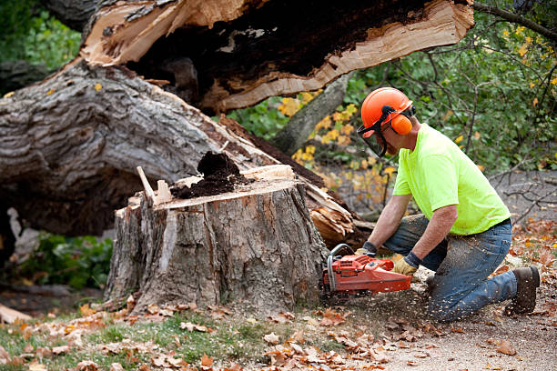 Residential Tree Removal in Silverdale, WA